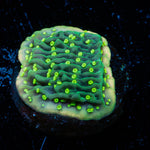 JF Frankie's Hot Pink Rim Montipora Cap - riptide aquaculture llc