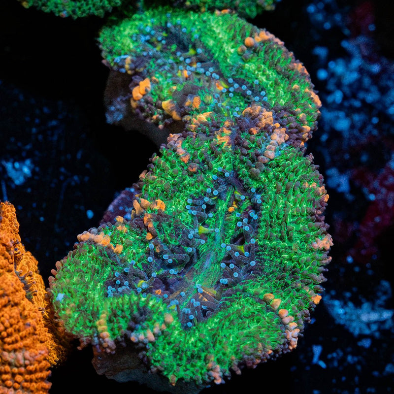Acan / Micromussa