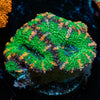 Acan / Micromussa - riptide aquaculture llc