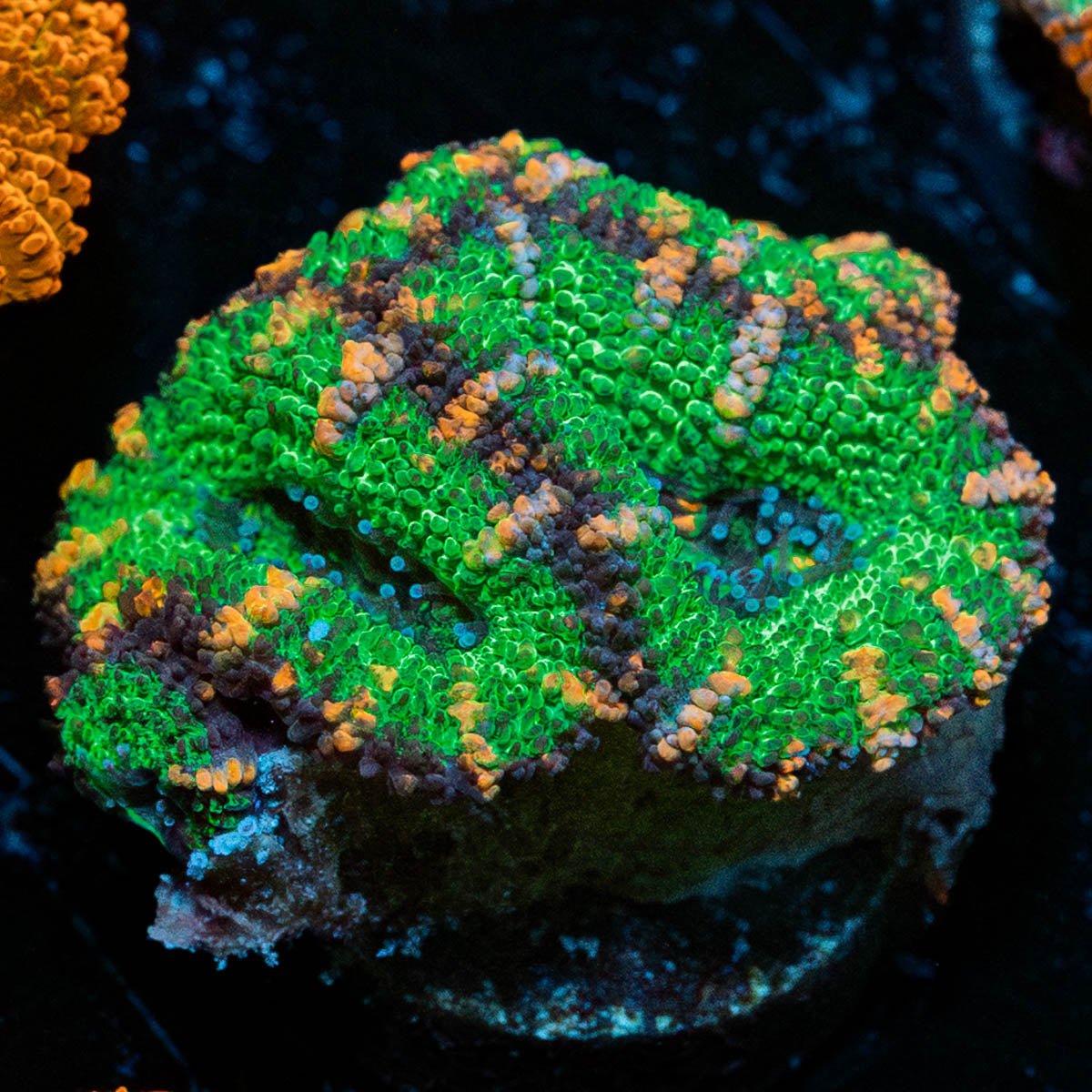 Acan / Micromussa - riptide aquaculture llc
