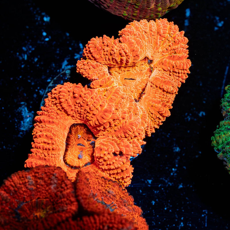 Acan / Micromussa