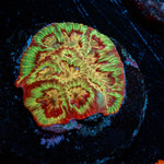 Scorpion King Favia - riptide aquaculture llc