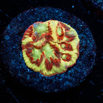 Scorpion King Favia - riptide aquaculture llc