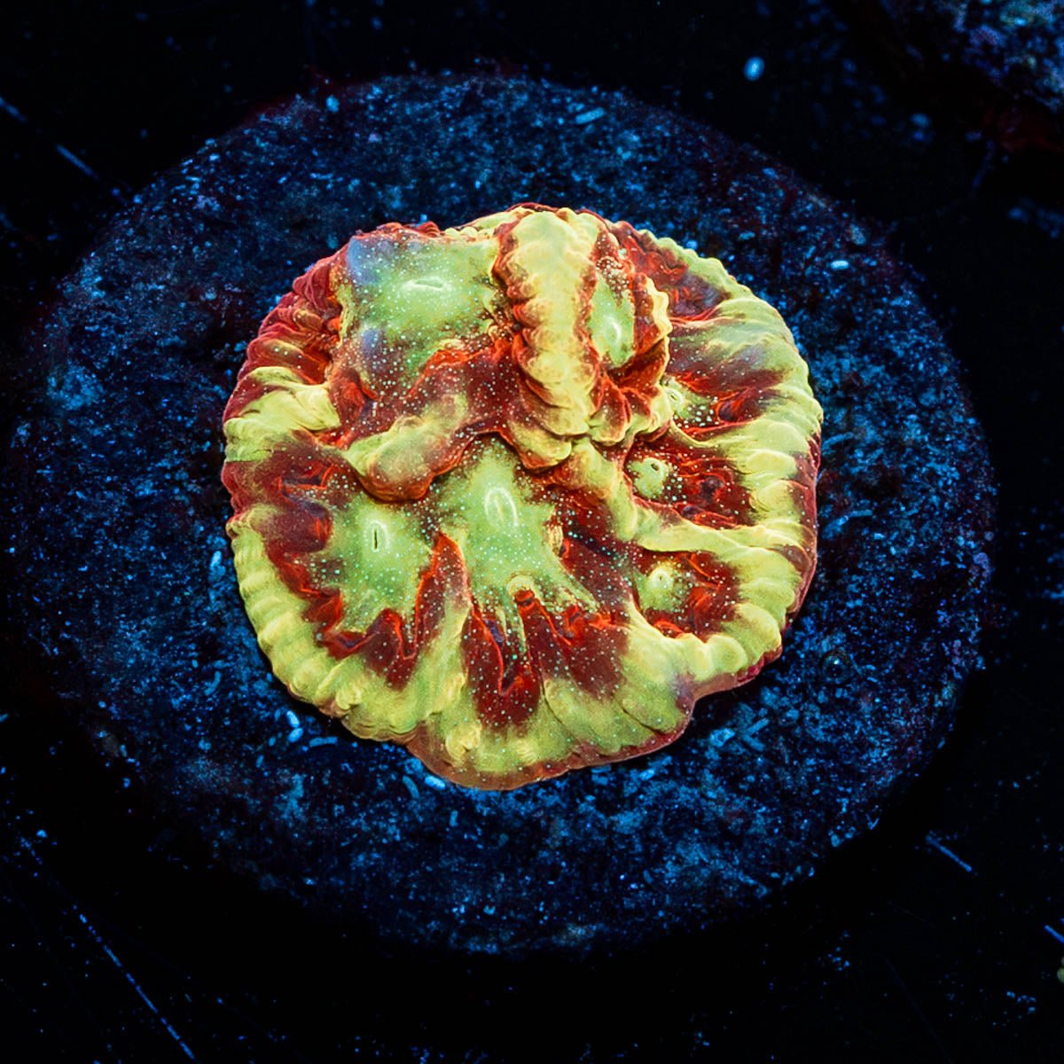 Scorpion King Favia - riptide aquaculture llc