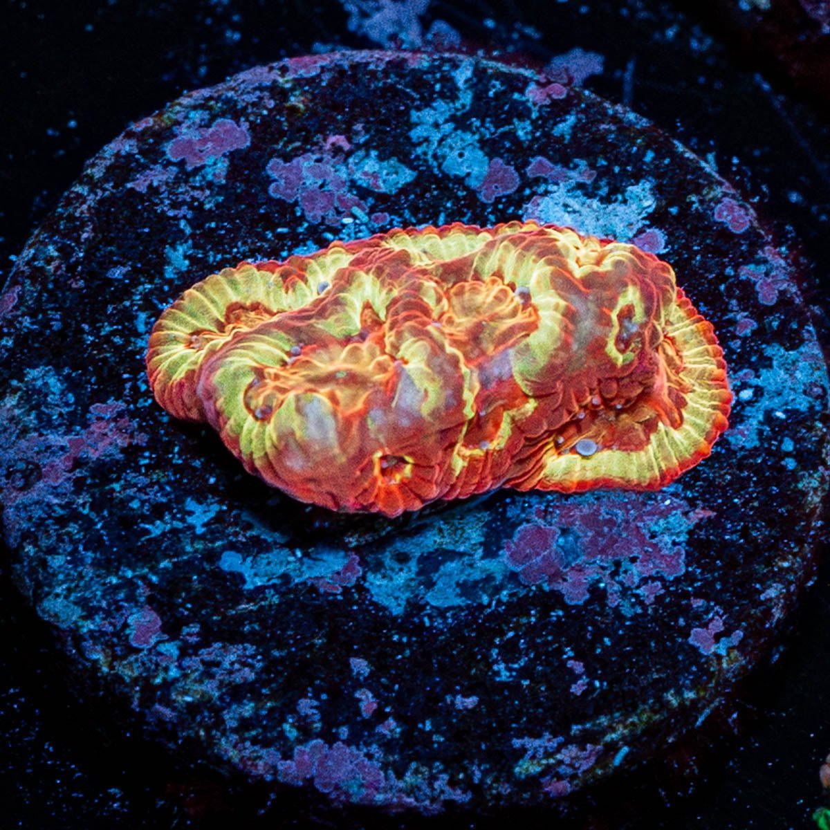 Scorpion King Favia - riptide aquaculture llc