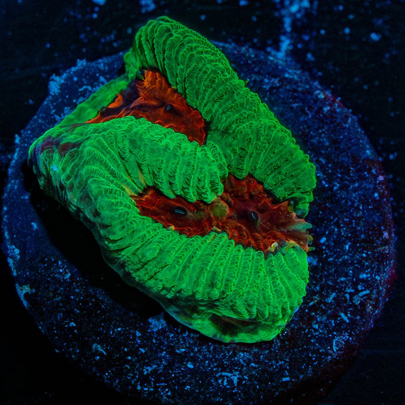 Poison Dart Frog Favia