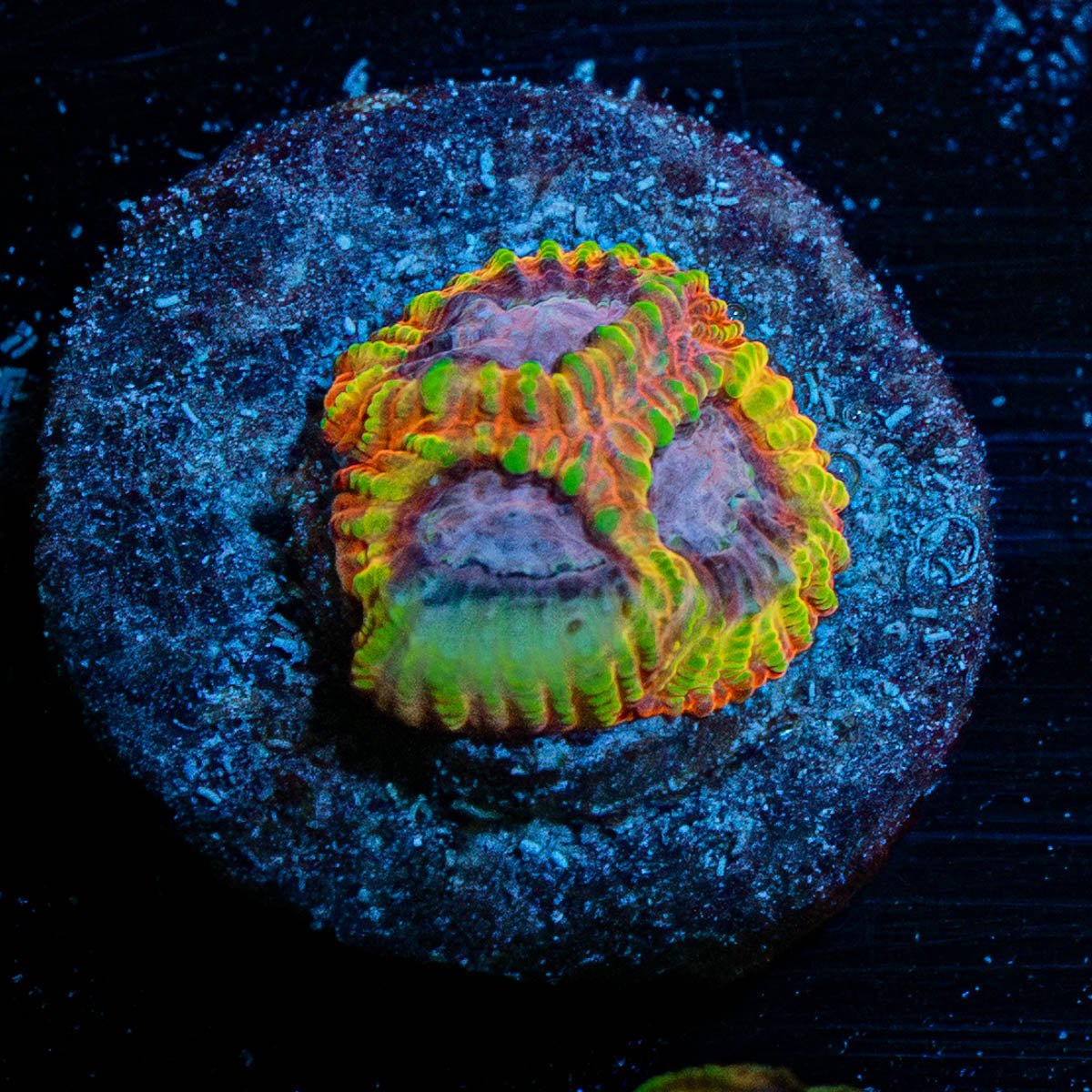 Thanos Favia - riptide aquaculture llc