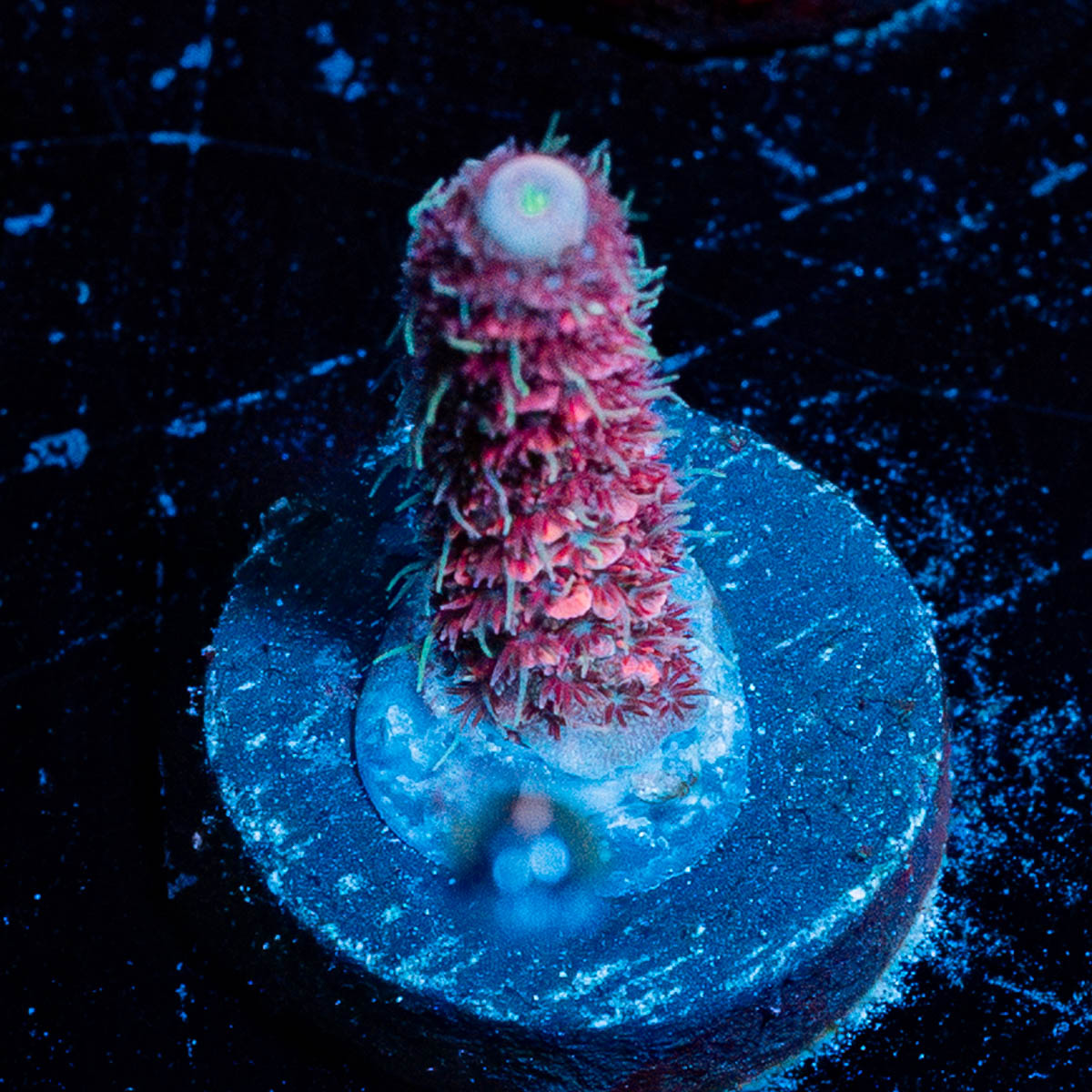 Judge Judy Millepora 