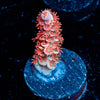Cherry BOMB Tenuis Acropora - riptide aquaculture llc