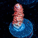 Cherry BOMB Tenuis Acropora - riptide aquaculture llc