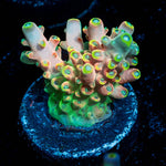 Bali Shortcake Acropora - riptide aquaculture llc