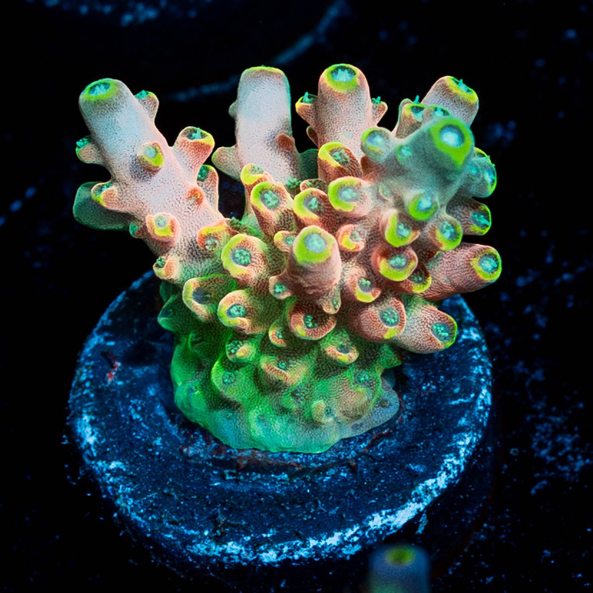 Bali Shortcake Acropora - riptide aquaculture llc