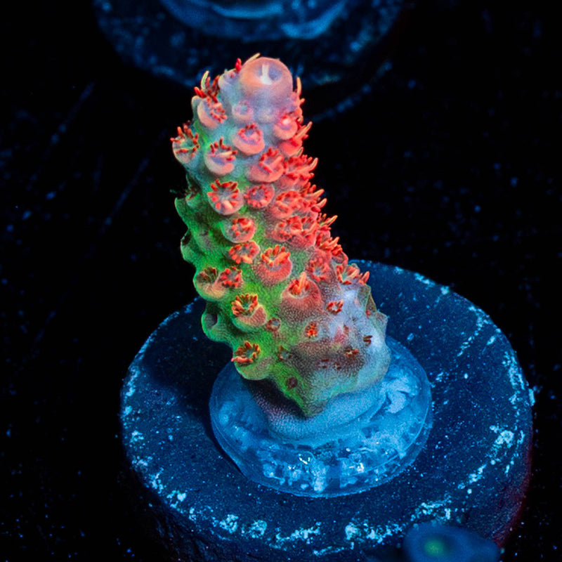 Princess Peach Acropora