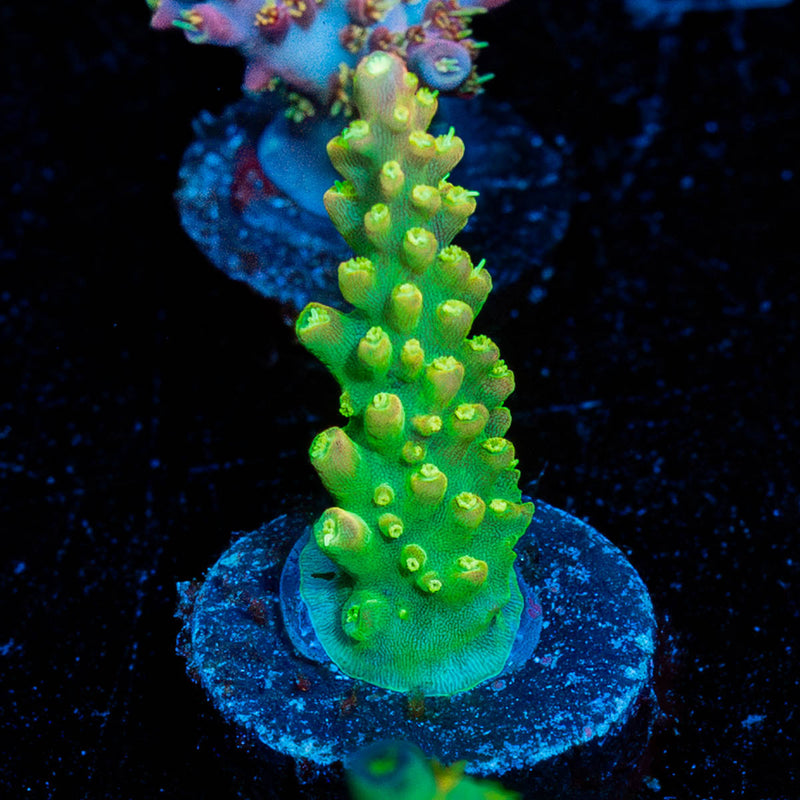 Rainbow Loom Acropora