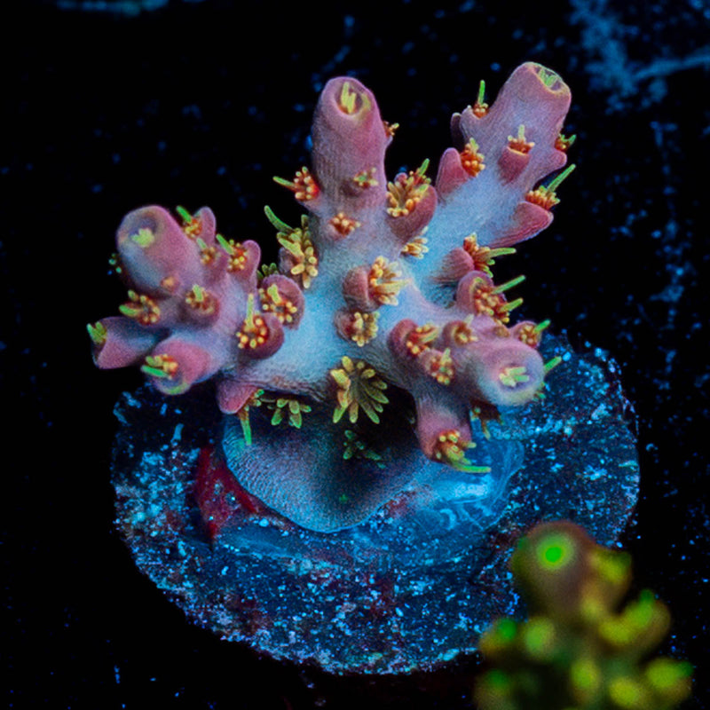 Buzz Lightyear Acropora