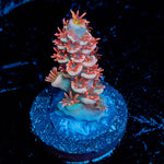 Cherry BOMB Tenuis Acropora - riptide aquaculture llc