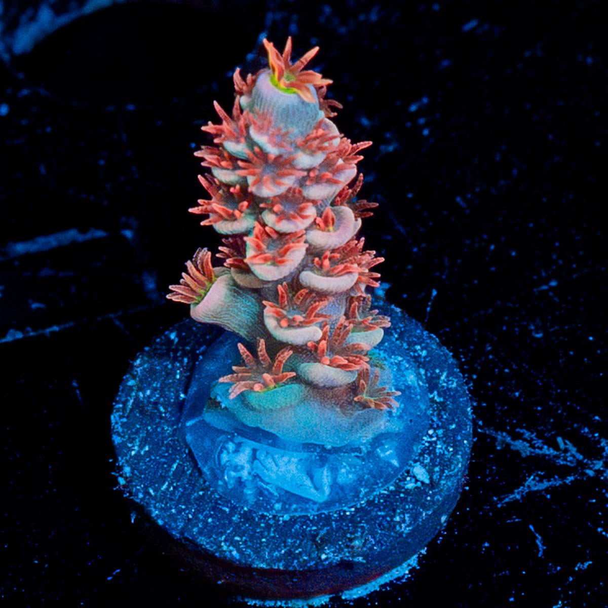 Cherry BOMB Tenuis Acropora - riptide aquaculture llc