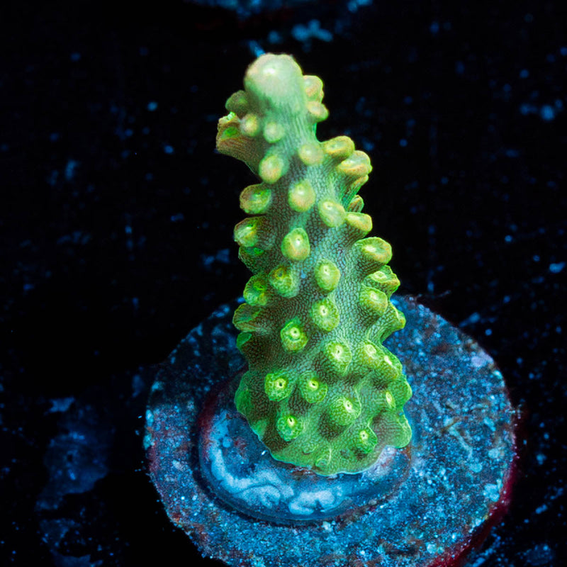 Rainbow Loom Acropora