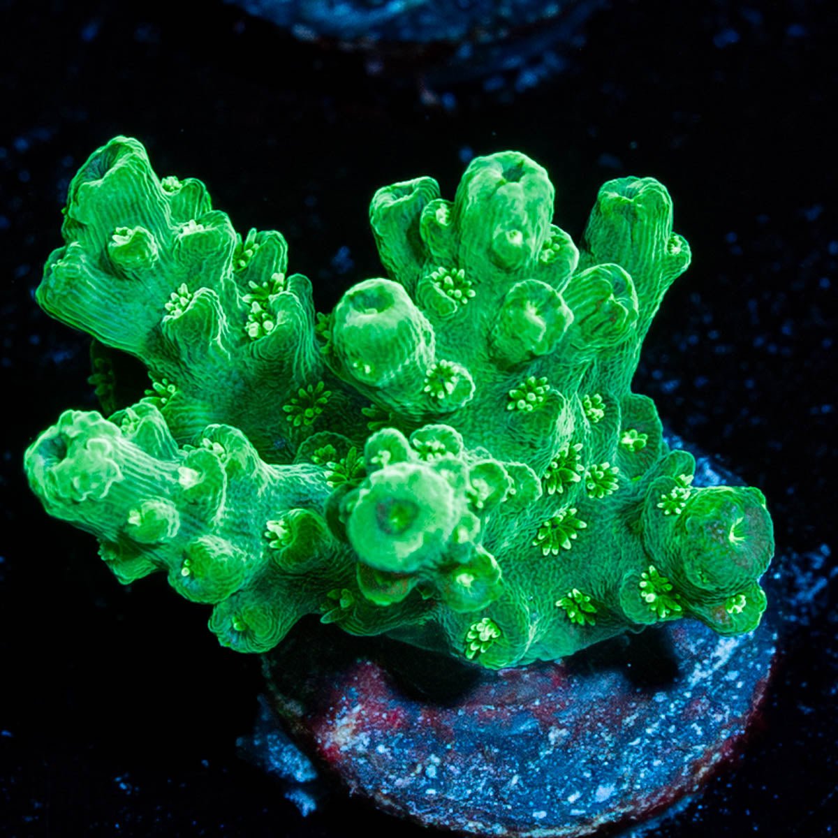 Grape Vine Acropora - riptide aquaculture llc