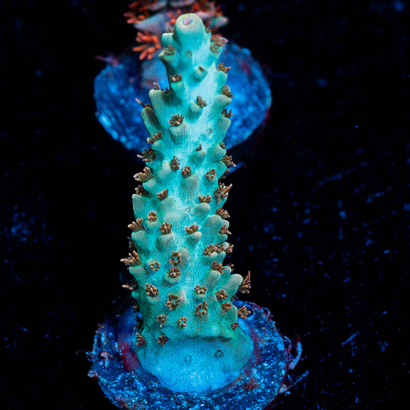 Rainbow Loom Acropora