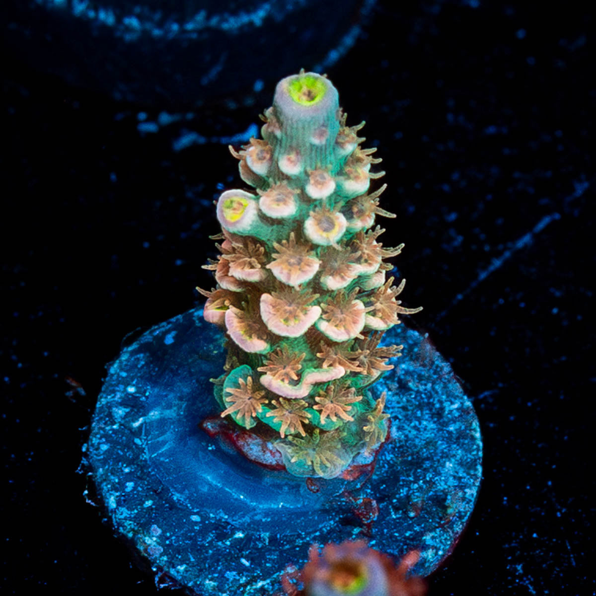 Chevron Tenuis Acropora 