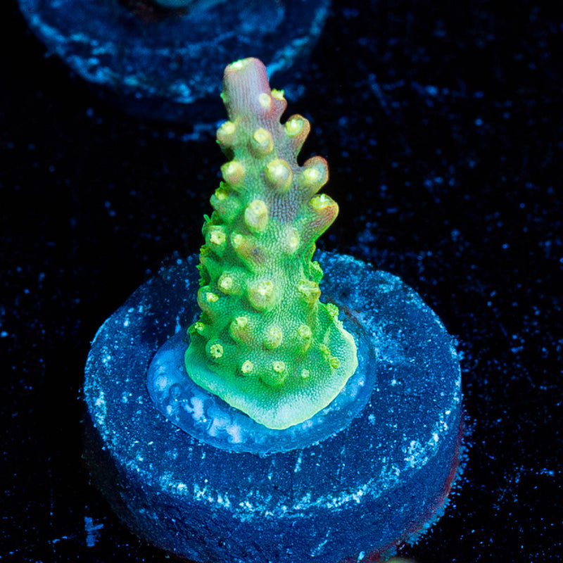 Rainbow Loom Acropora