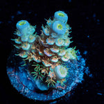 Cotton candy Tenuis - riptide aquaculture llc