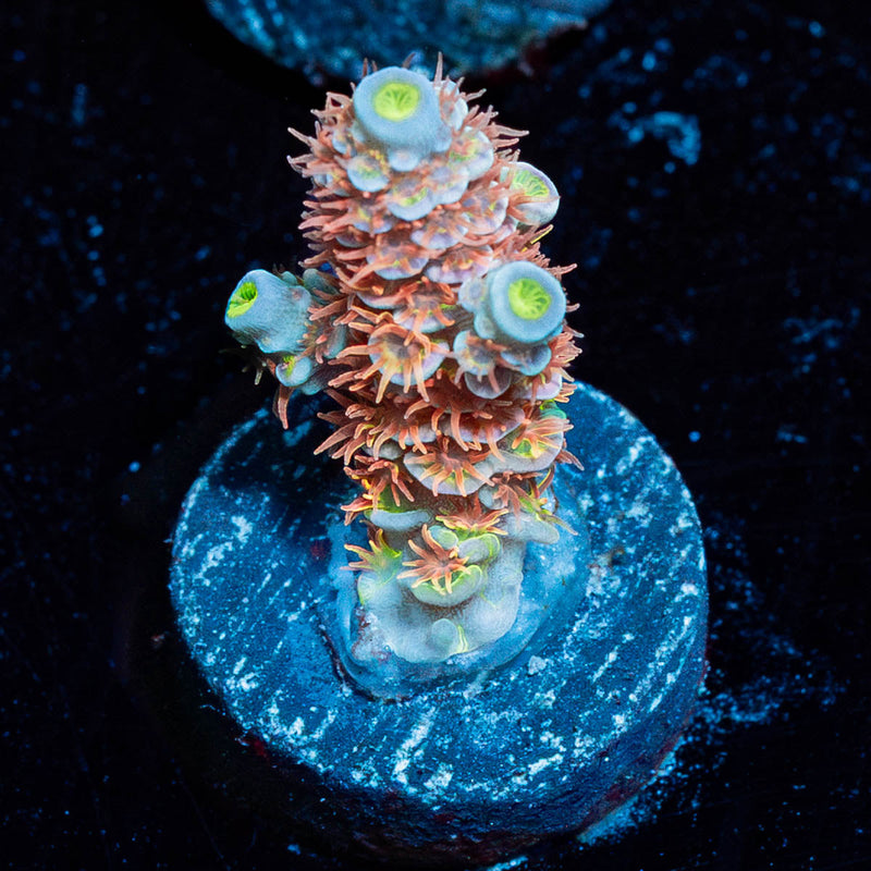Cherry BOMB Tenuis Acropora