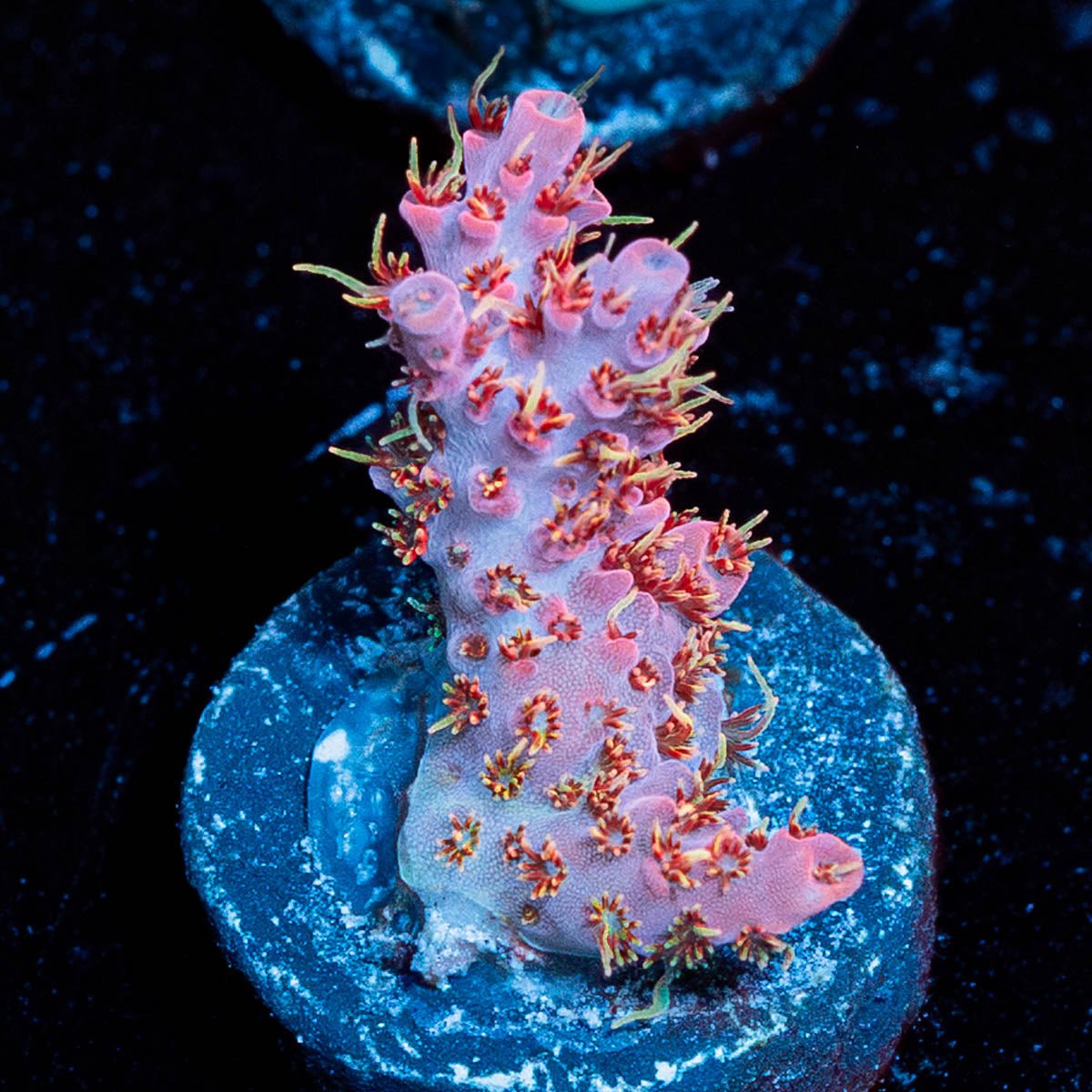 Night Fury Acropora - riptide aquaculture llc