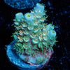Osacar the Grouch Tenuis Acropora - riptide aquaculture llc