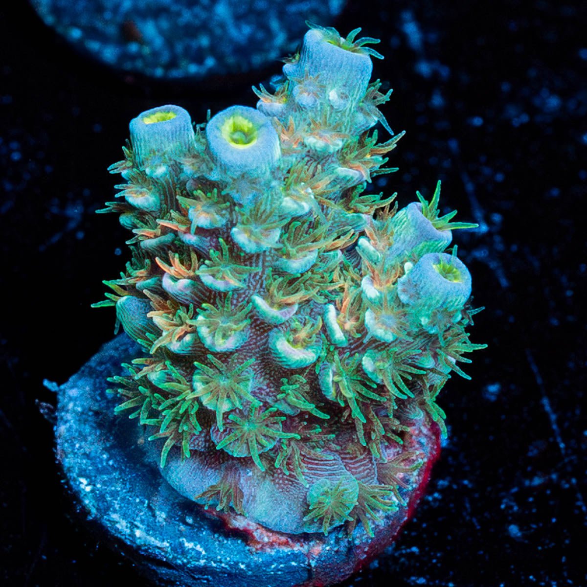 Osacar the Grouch Tenuis Acropora - riptide aquaculture llc