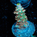 Globe Master Tenuis Acropora - riptide aquaculture llc