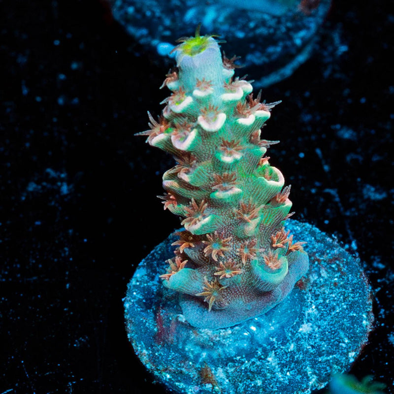 Globe Master Tenuis Acropora