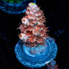 Cherry BOMB Tenuis Acropora - riptide aquaculture llc
