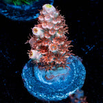 Cherry BOMB Tenuis Acropora - riptide aquaculture llc