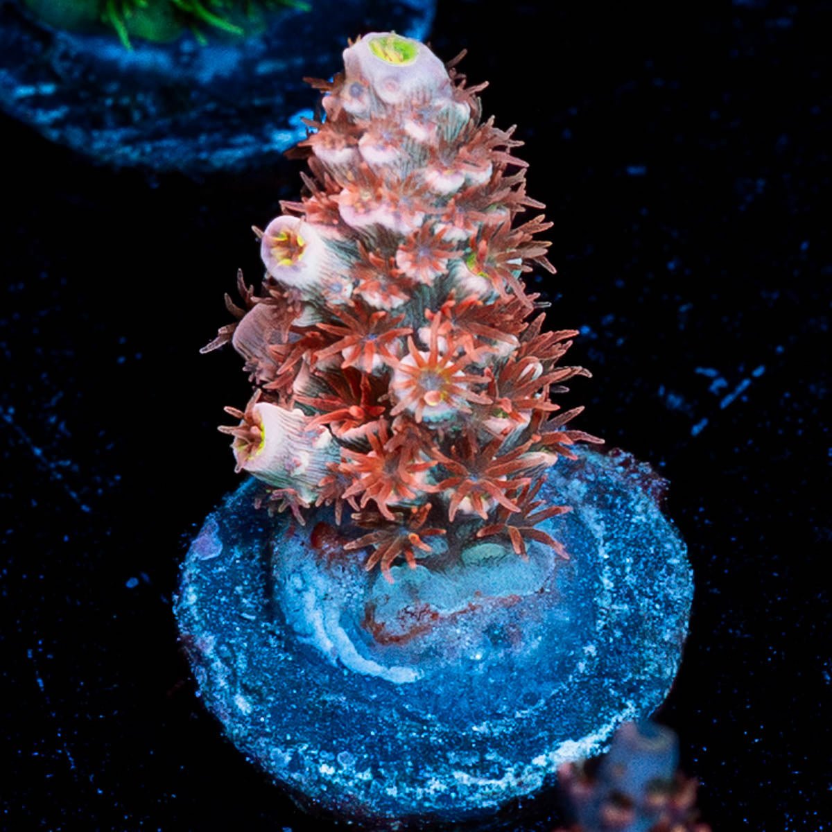 Cherry BOMB Tenuis Acropora - riptide aquaculture llc