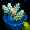 Chevron Tenuis Acropora 