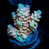 Chevron Tenuis Acropora - riptide aquaculture llc