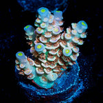 Chevron Tenuis Acropora - riptide aquaculture llc