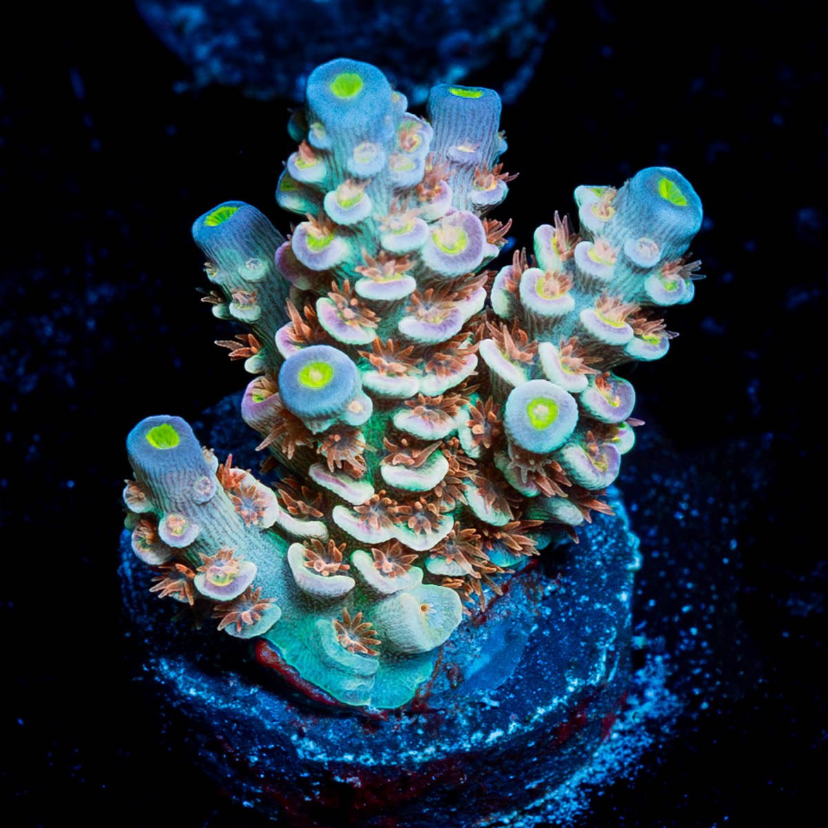 Chevron Tenuis Acropora - riptide aquaculture llc