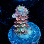 Globe Master Tenuis Acropora - riptide aquaculture llc