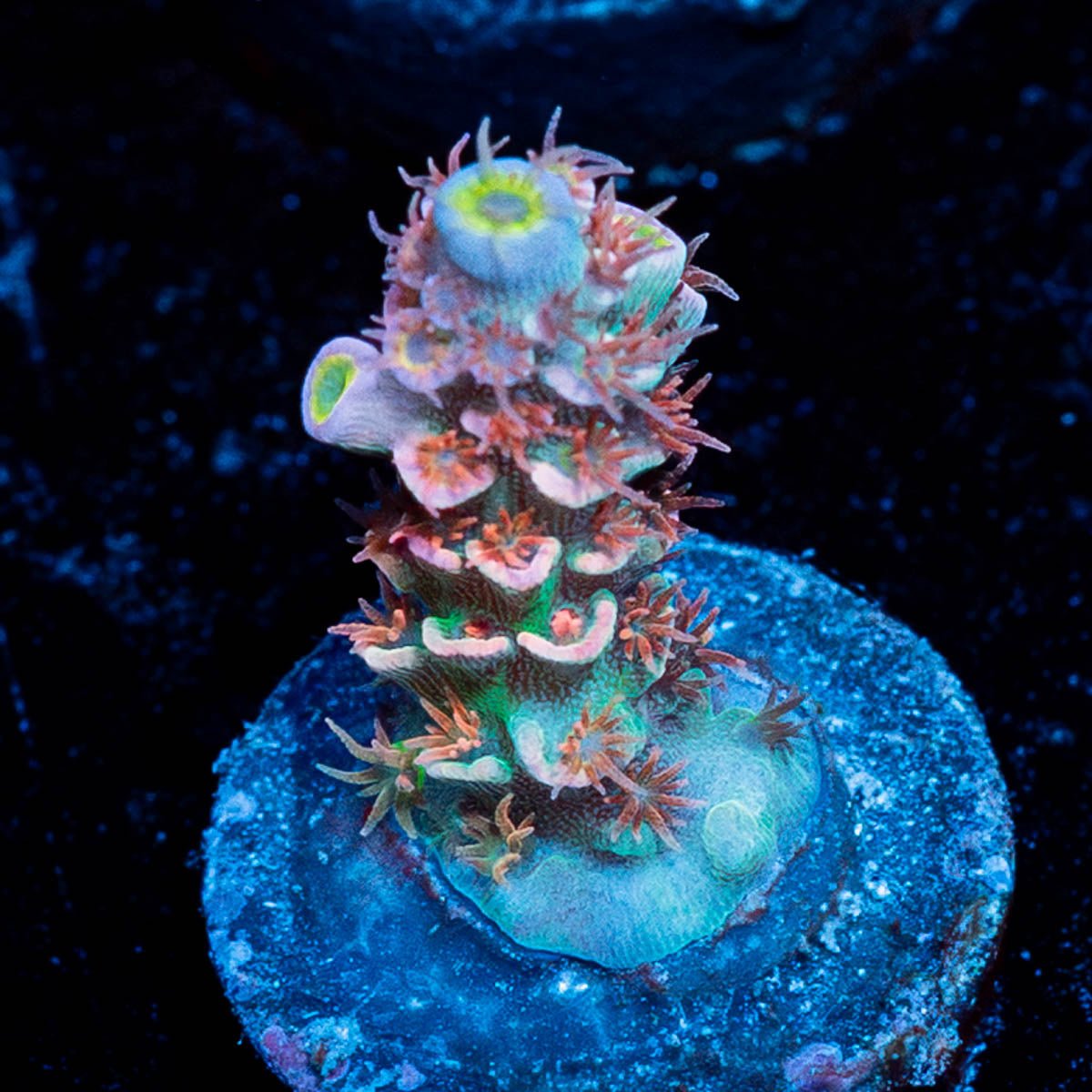 Globe Master Tenuis Acropora - riptide aquaculture llc