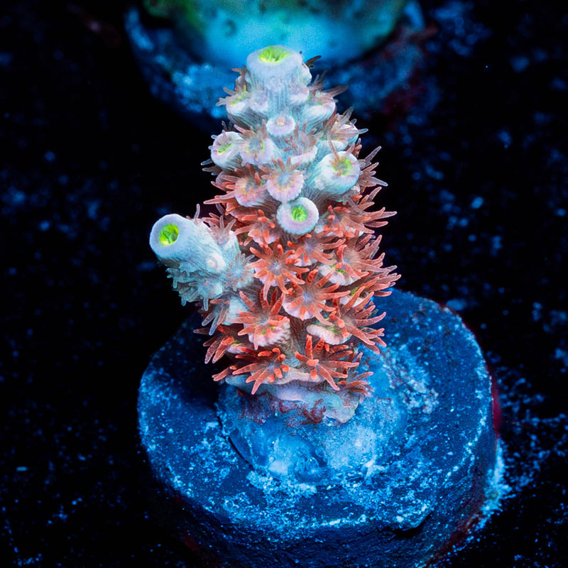 Cherry BOMB Tenuis Acropora