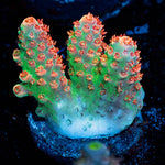 Princess Peach Acropora - riptide aquaculture llc