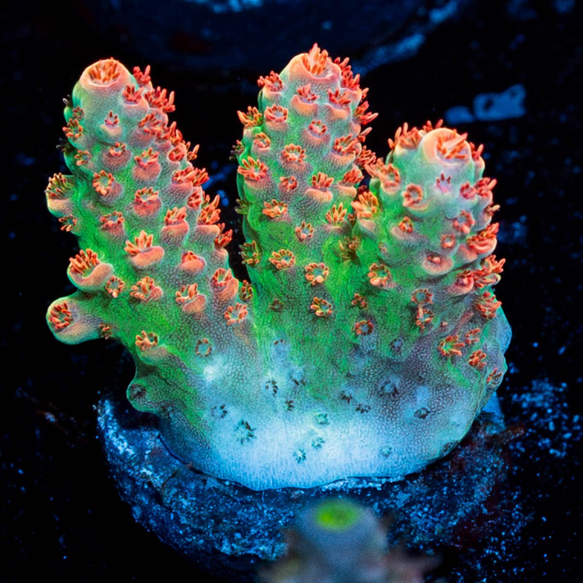 Princess Peach Acropora - riptide aquaculture llc