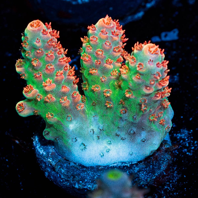 Princess Peach Acropora