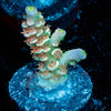 Chevron Tenuis Acropora - riptide aquaculture llc