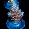 Globe Master Tenuis Acropora - riptide aquaculture llc