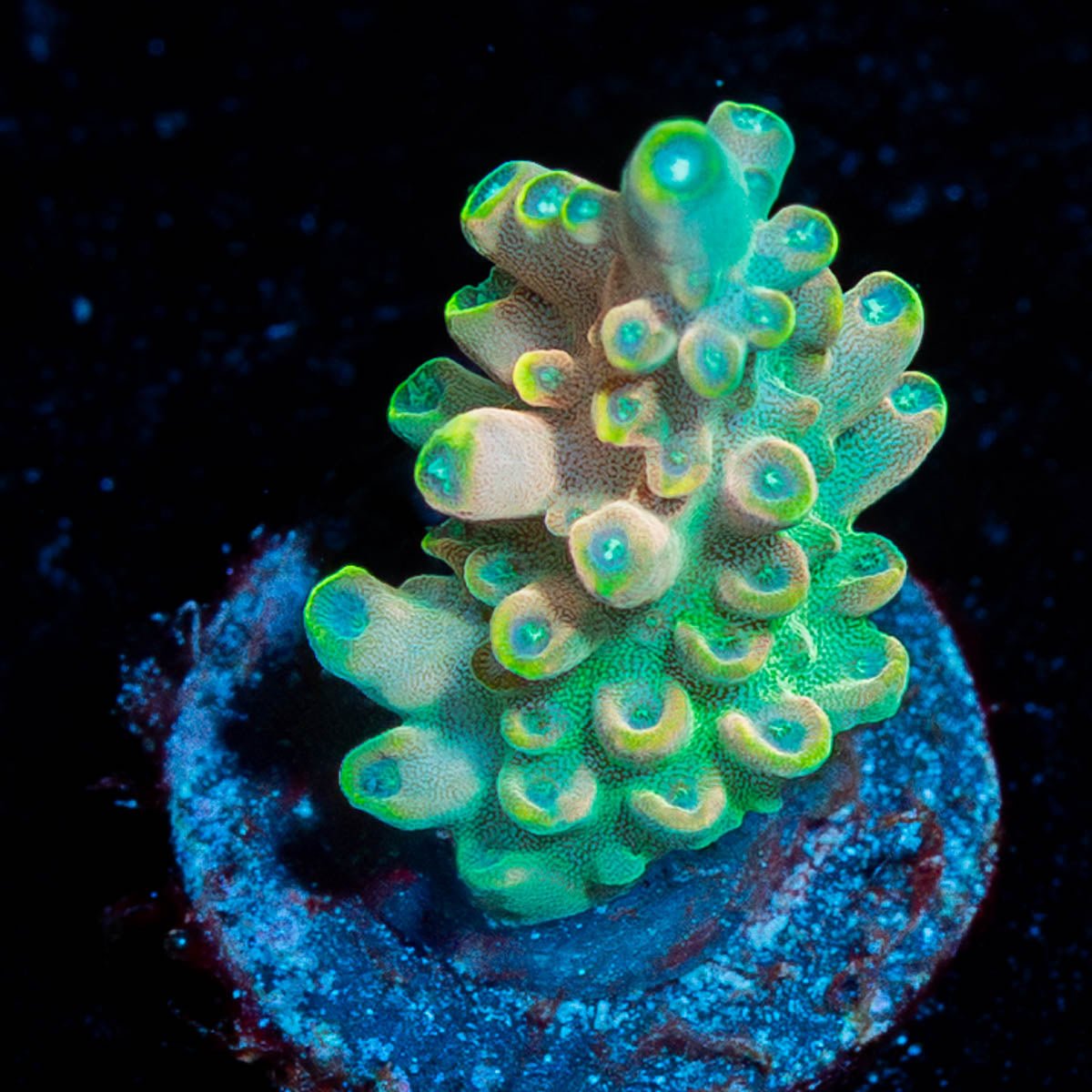 Bali Shortcake Acropora - riptide aquaculture llc