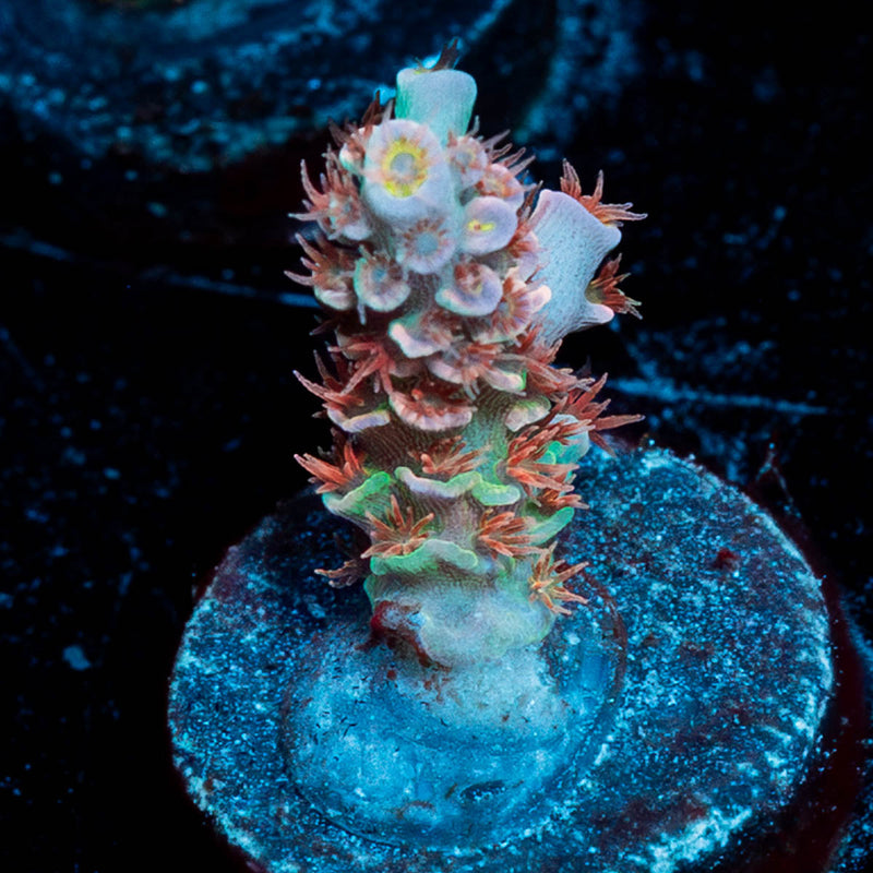 Globe Master Tenuis Acropora